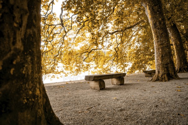 Lonely park bench under trees, golden autumn light and quiet atmosphere, Mainau Island, Lake Constance, Germany