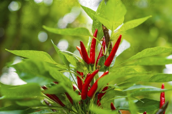 Red peppers growing amidst green leaves in the garden, Pepperoni House, Flower Island Mainau, Lake Constance, Germany