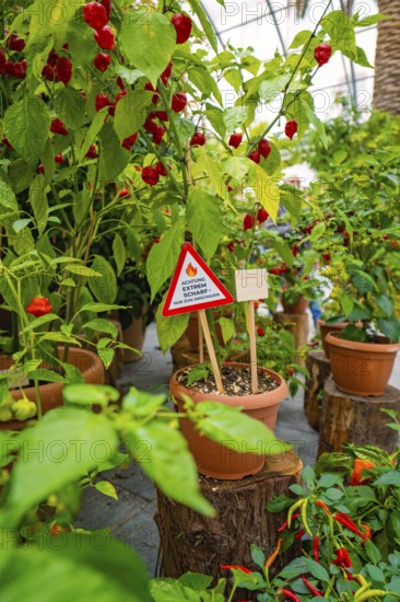 Chilli plants in pots with a warning sign in a greenhouse, Pepperoni House, Flower Island Mainau, Lake Constance, Germany