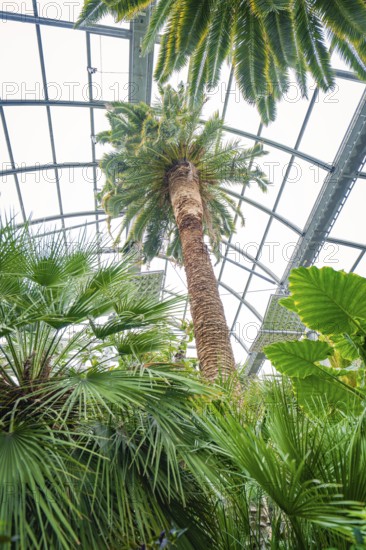 View of tall palm trees under a glass greenhouse roof, Pepperoni Haus, Mainau flower island, Lake Constance, Germany