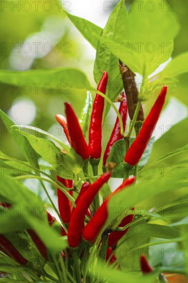 Close-up of red chilli peppers on a plant, Pepperoni House, Mainau Flower Island, Lake Constance, Germany