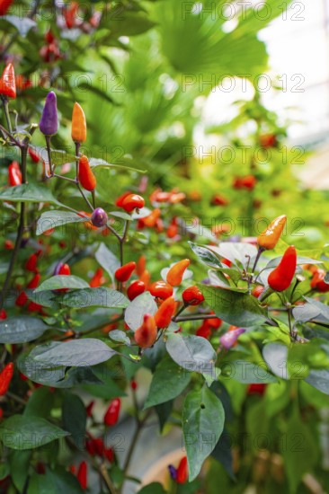 Various colourful chilli peppers on green plants, Pepperoni House, Flower Island Mainau, Lake Constance, Germany