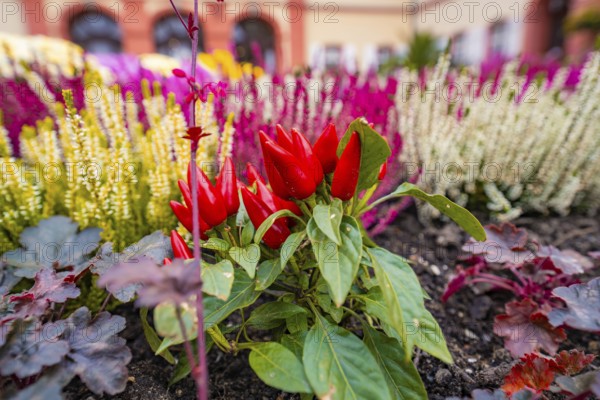 Colourful garden with red peppers and flower-bed in a flower bed, Pepperoni House, Mainau Flower Island, Lake Constance, Germany