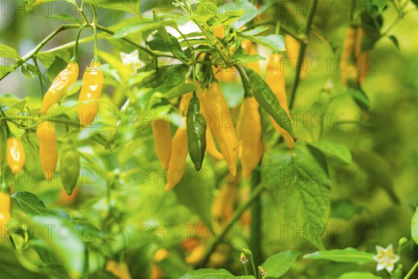 Yellow chilli peppers on a bush with green leaves, Pepperoni House, Flower Island Mainau, Lake Constance, Germany