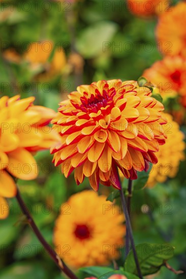 Bright red and orange dahlia flower in close-up, surrounded by colourful blossoms, Mainau Island, Lake Constance, Germany