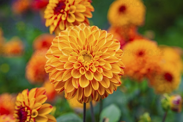 Vivid orange dahlia flowers stand in the foreground of a colourful garden, Mainau Island, Lake Constance, Germany