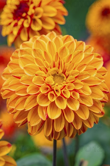 Macro photograph of a bright orange dahlia flower in full bloom in the garden, Mainau Island, Lake Constance, Germany