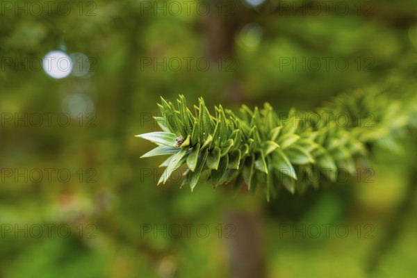 Close-up of a green, needle-like leaf in front of a blurred natural background, Mainau Island, Lake Constance, Germany