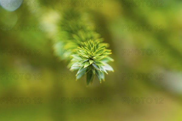 Detailed focussed image of a green branch in front of a blurred green background, Mainau Island, Lake Constance, Germany