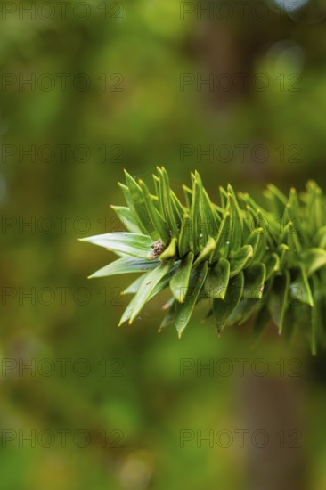 Focussed plant shot with clear background bokeh and vivid green tones, Mainau Island, Lake Constance, Germany