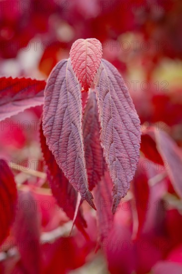 Close-up of red dried leaves with striking leaf structure in a warm autumn ambience, Mainau Island, Lake Constance, Germany