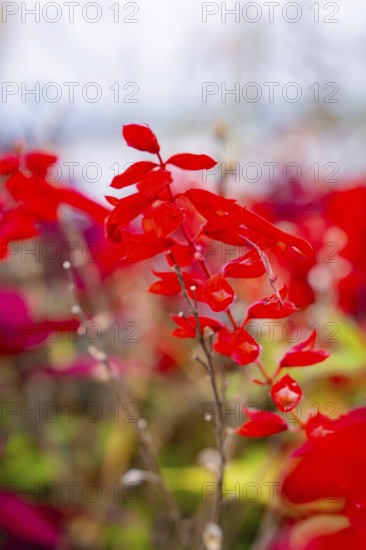Bright red leaves of plants in focus, blurred background, Mainau Island, Lake Constance, Germany