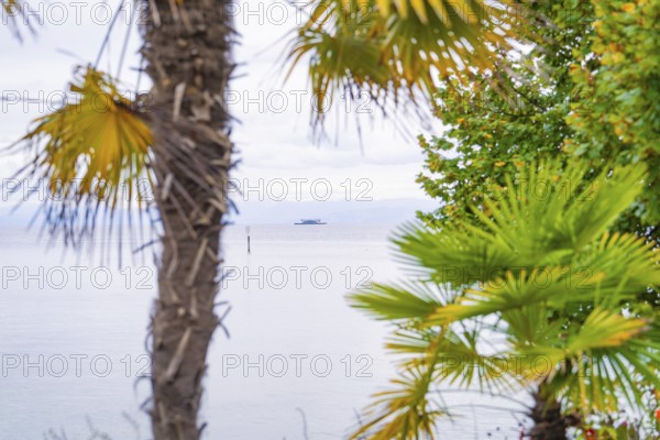 Palm trees and vegetation on the lake, a boat in the water spreads holiday feelings, Mainau Island, Lake Constance, Germany