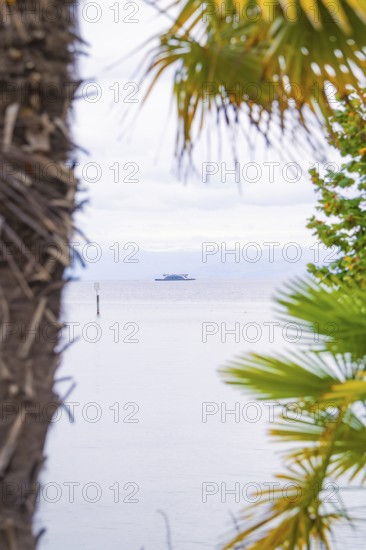 A calm lake with a boat in the distance, framed by tropical palm trees, Mainau Island, Lake Constance, Germany