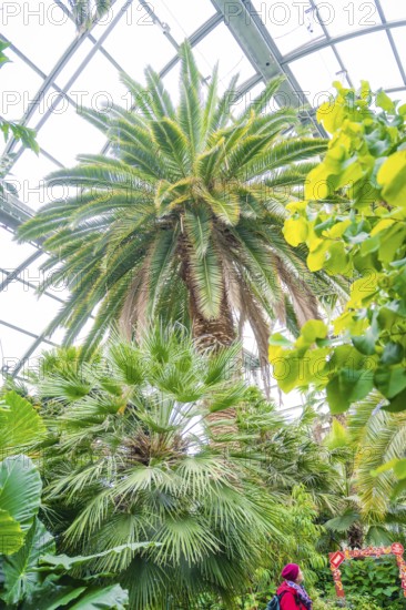 Tropical atmosphere in a greenhouse with tall palm trees under a glass roof, Mainau Island, Lake Constance, Germany