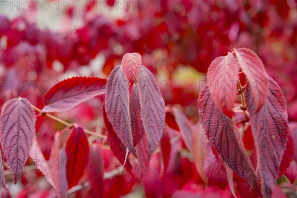 Detailed depiction of red autumn leaves with a soft background, Mainau Island, Lake Constance, Germany