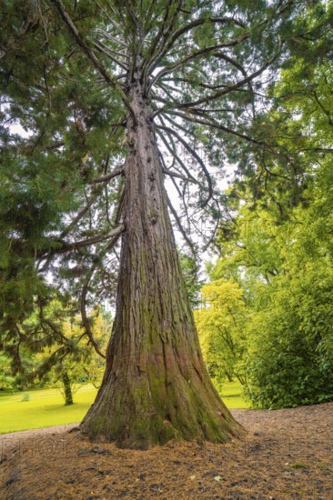 Tall conifer in a green park or forest, impressive size and peaceful atmosphere, Mainau Island, Lake Constance, Germany