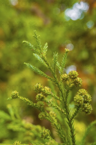 Branch of an evergreen tree with blurred background and intense green tones, Mainau Island, Lake Constance, Germany