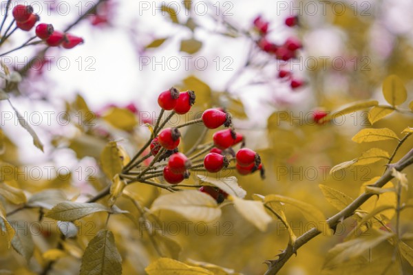 Red rose hips on bushes surrounded by yellow leaves in an autumnal mood, Mainau Island, Lake Constance, Germany