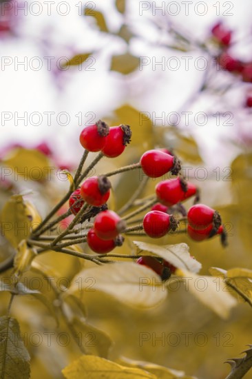 Close-up of bright red rose hips on yellow autumn leaves, Mainau Island, Lake Constance, Germany