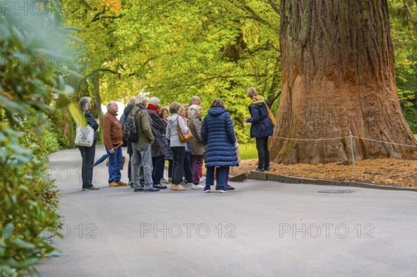 Group of people in a park listening to a tree guide around a large tree, Mainau flower island, Lake Constance, Germany