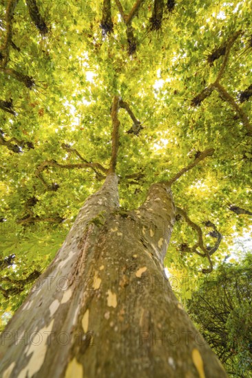 Perspective from below on a tree with green leaves, interspersed with sunlight, Mainau flower island, Lake Constance, Germany