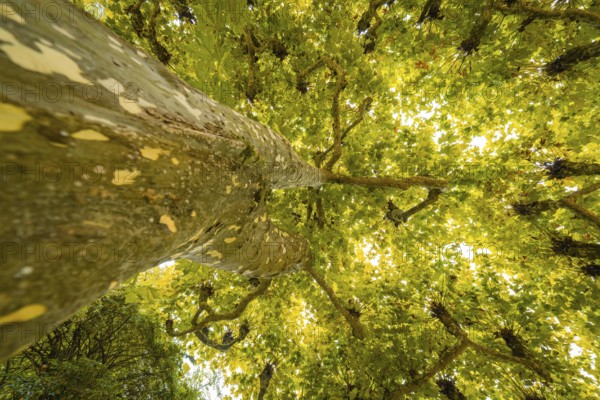 View from below of a tree with yellow illuminated leaves in the sunlight, Mainau flower island, Lake Constance, Germany