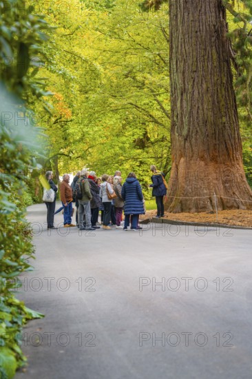 Group of people listening to a park tour in front of a large tree on a path, Mainau flower island, Lake Constance, Germany