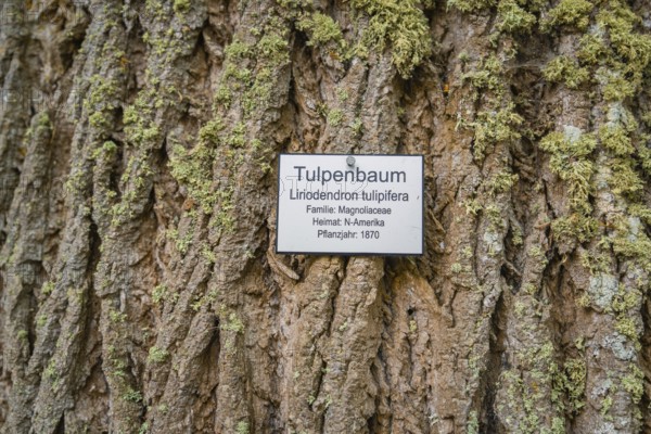 Close-up of a tulip tree trunk with plaque about the tree species and moss growth, Mainau flower island, Lake Constance, Germany