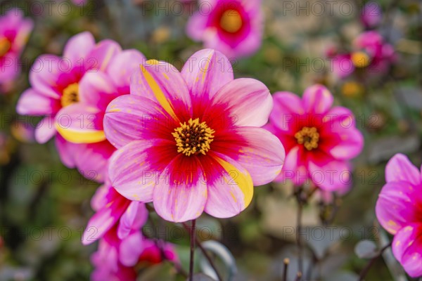Bright pink dahlia flowers with yellow accents in a garden in daylight, Mainau flower island, Lake Constance, Germany