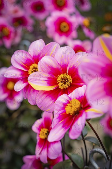Close-up of pink dahlia flower-bed with yellow accents in a dense flower bed, Mainau flower island, Lake Constance, Germany