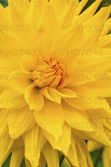 Large bright yellow flower with soft petals, Mainau flower island, Lake Constance, Germany