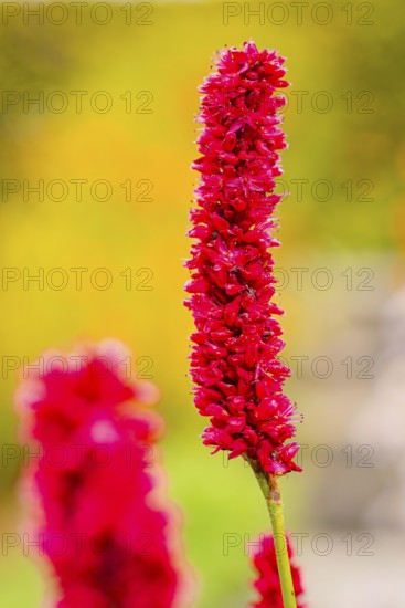 Close-up of a red flower, sharp in the foreground, with blurred background, Mainau flower island, Lake Constance, Germany