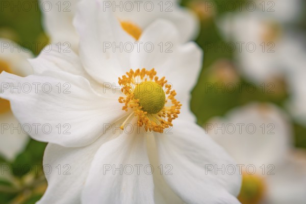 White flowers with yellow centre in a green setting, Mainau flower island, Lake Constance, Germany