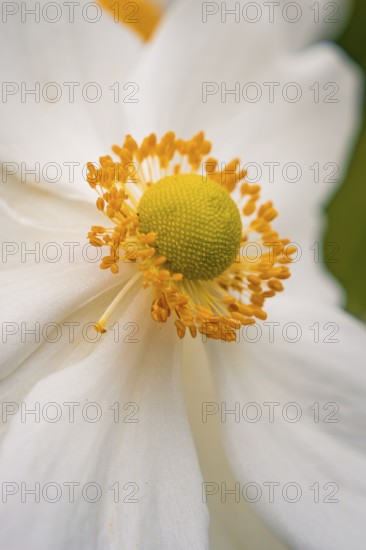 White flower with yellow centre in clear, soft details, Mainau flower island, Lake Constance, Germany
