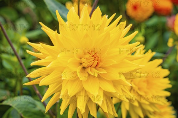 Bright yellow flowers in a garden against a green backdrop, Mainau flower island, Lake Constance, Germany