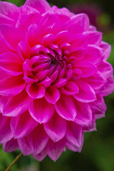 Detailed large pink flower in strong colour, Mainau flower island, Lake Constance, Germany