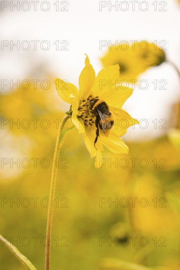 Close-up of a bee on a yellow flower, surrounded by other flowers, Mainau flower island, Lake Constance, Germany