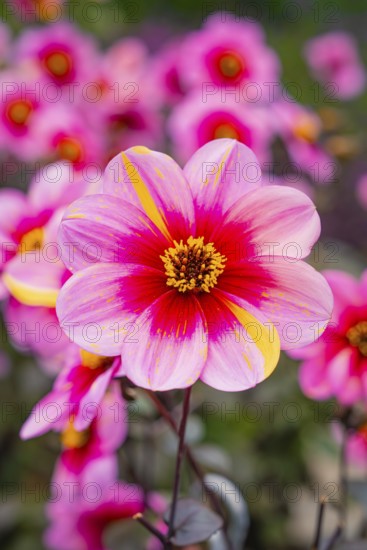 Close-up of a pink and yellow flower in bright colours, Mainau flower island, Lake Constance, Germany