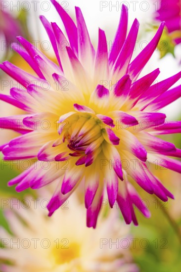 Close-up of a bright yellow and pink flower, Mainau flower island, Lake Constance, Germany