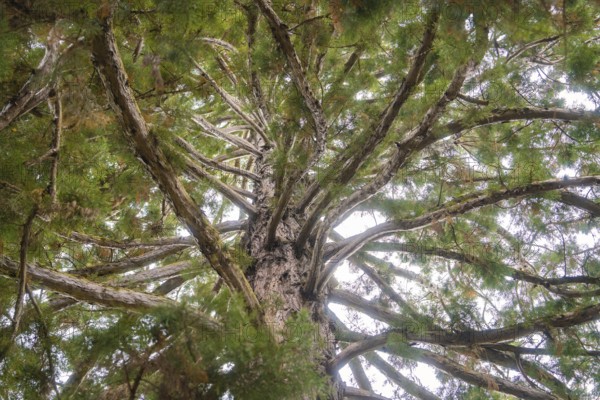 View from below into the treetop with branched branches and green leaves, Mainau flower island, Lake Constance, Germany