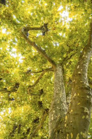 Sunlight shines through the green treetops in autumn, Mainau flower island, Lake Constance, Germany
