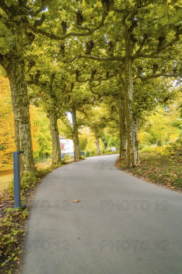 A path lined with trees in an autumnal avenue, Mainau flower island, Lake Constance, Germany