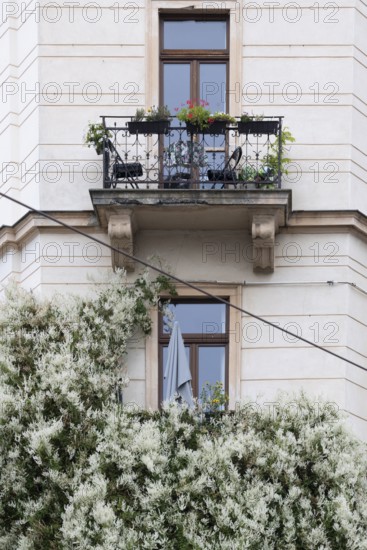Art Nouveau facade, window, balcony, vegetation, Neustadt, Dresden, Saxony, Germany