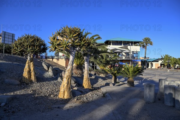 Quiver trees (Aloe dichotoma) at the waterfront, Robert Harbour, Lüderitz, Karas Region, Namibia