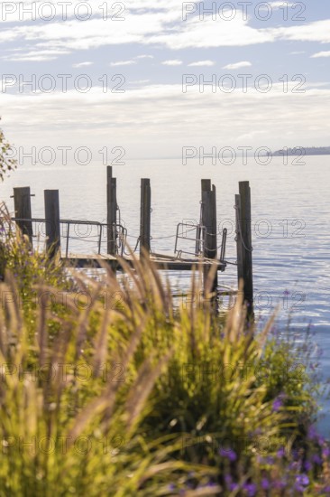 A quiet jetty on the lake under a cloudy sky, surrounded by reeds and nature, Überlingen, Lake Constance, Germany