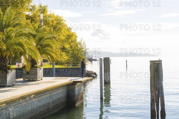 Overgrown shore area with palm trees and calm water under a sunny sky, Überlingen, Lake Constance, Germany