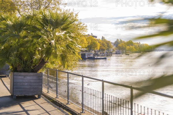 Autumnal river landscape with palm trees and calm water. Yellowish foliage reflected in the sunlight, Überlingen, Lake Constance, Germany