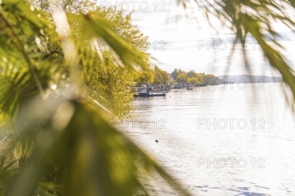 View of a lake with autumnal trees and palm trees in the foreground under an overcast sky, Überlingen, Lake Constance, Germany