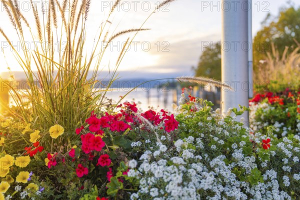 Colourful flowers in the foreground during a sunset at the lake, Überlingen, Lake Constance, Germany